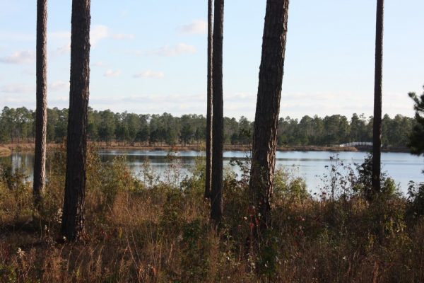 Lake through pines