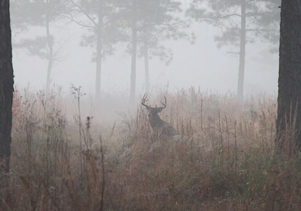 Deer in fog