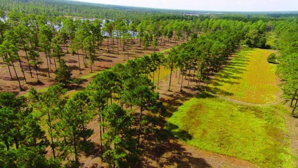 Drone trees