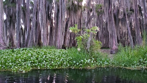 Blooming in the gloaming