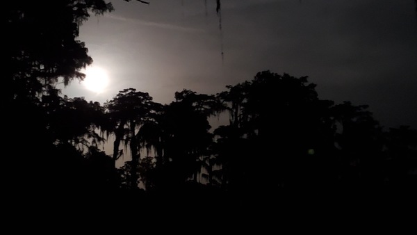 Moon tree framed