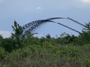 [Tree for scale]