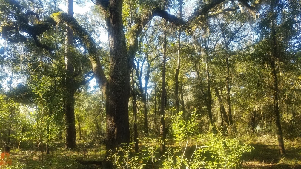 Oak tree