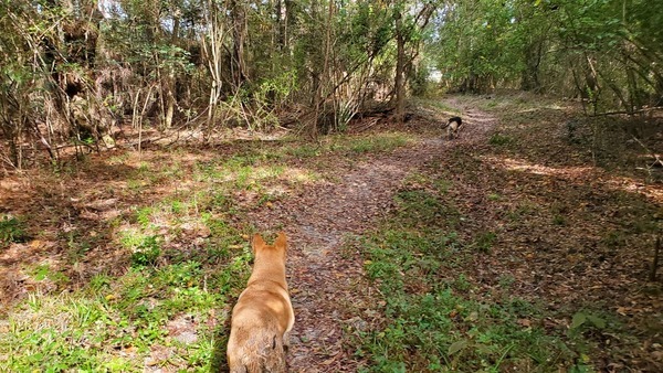 Yellow Dog, Brown Dog, Way Out, 12:02:01, 30.8515968, -83.3451573