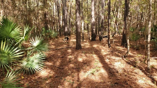 Brown Dog, palmetto, tire, 13:10:09, 30.8482777, -83.3463430