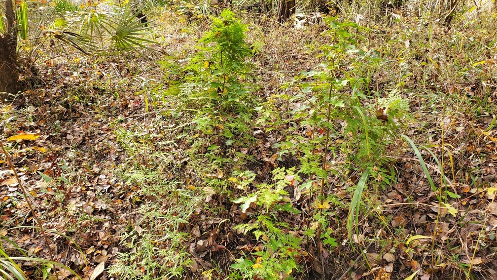 Blanket of climbing fern, 11:26:36, 30.8478771, -83.3478605