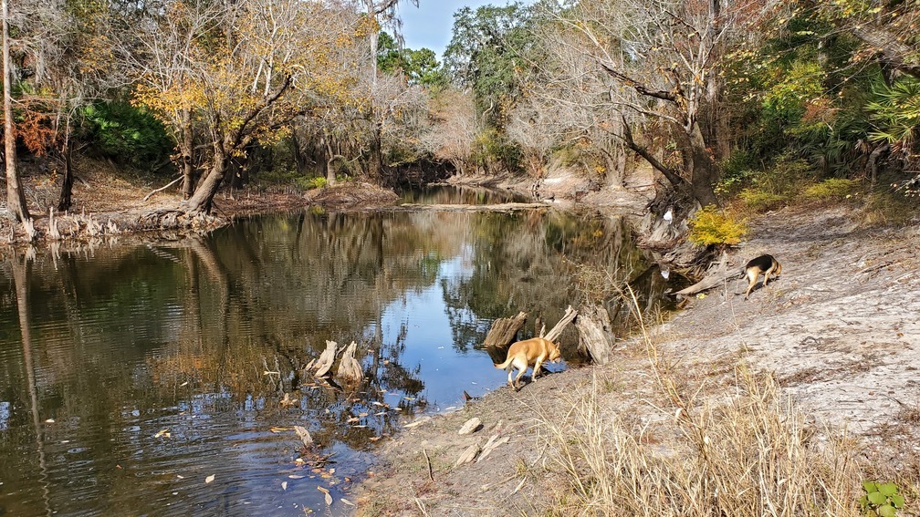 Yellow Dog and Brown Dog, Little River, 11:35:29, 30.847072, -83.34752