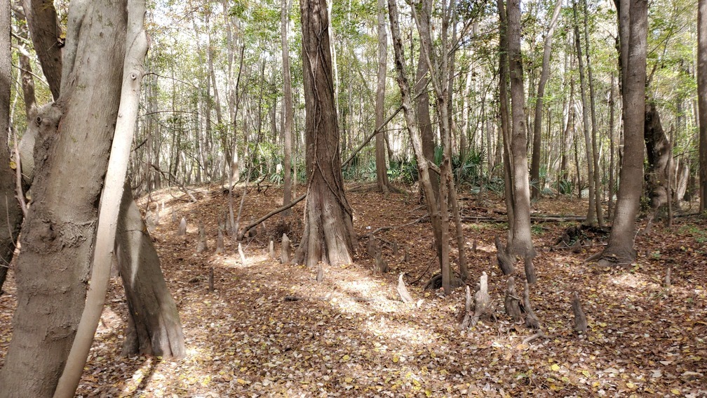 Cypress knees, 11:41:19, 30.8470620, -83.3469320