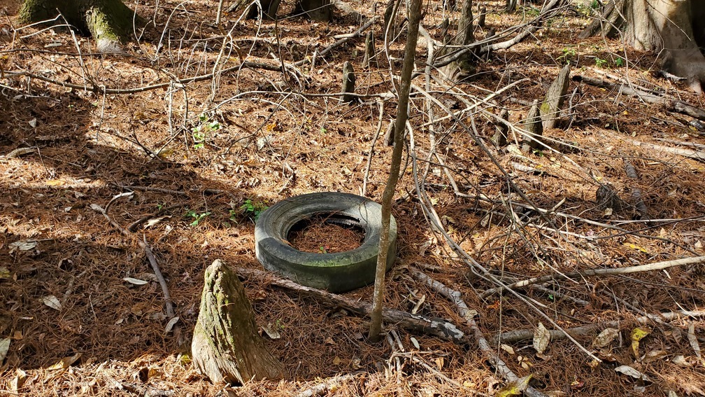 Tire and cypress knees, 13:07:58, 30.848206, -83.3466538