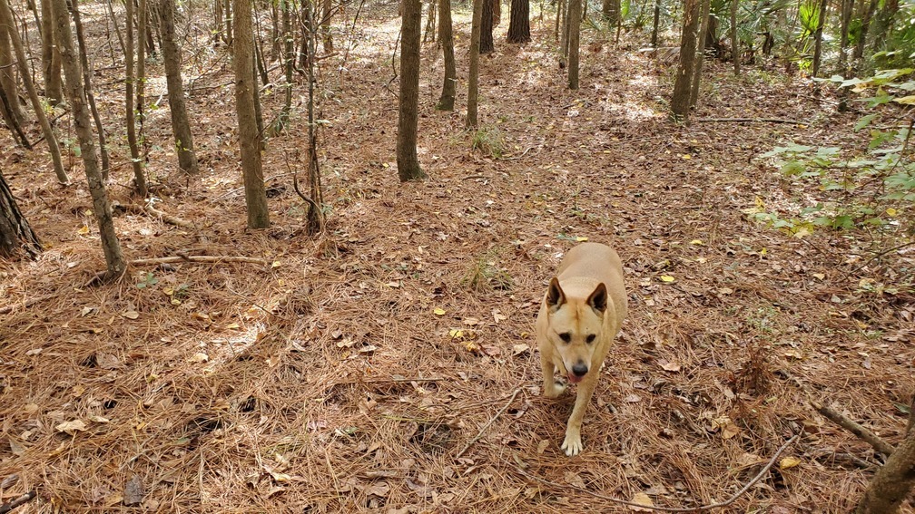 Yellow Dog stumping along, 13:09:58, 30.8482776, -83.3463430