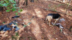 [Brown Dog and some trash, 11:51:05, 30.848653, -83.3462402]