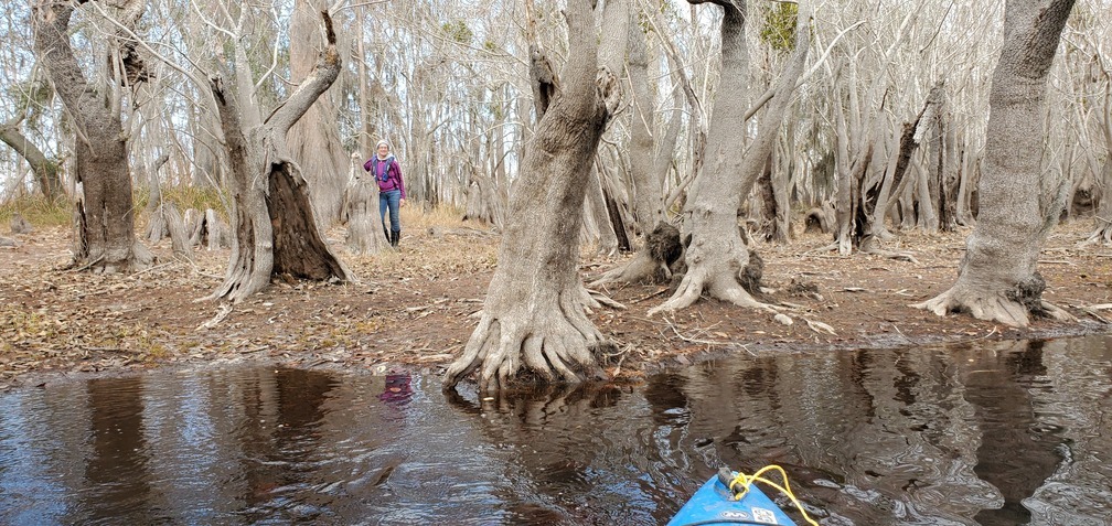 Gretchen, cypress, mistletoe, bank, river, 10:56:10, 30.8012610, -82.4225960