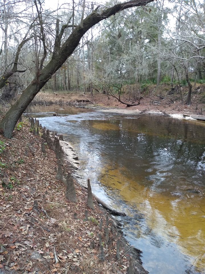 Green upstream Withlacoochee