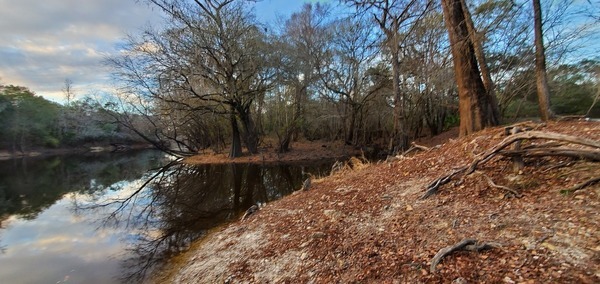 Cypress knees, 17:16:01