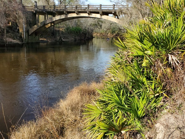 Spook Bridge and palmettos