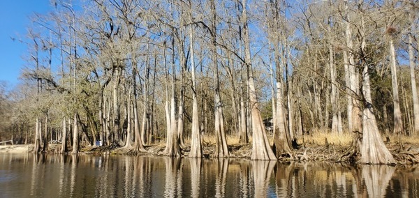 Water is Life tree sign, 14:18:03, 29.9313745, -82.8038133