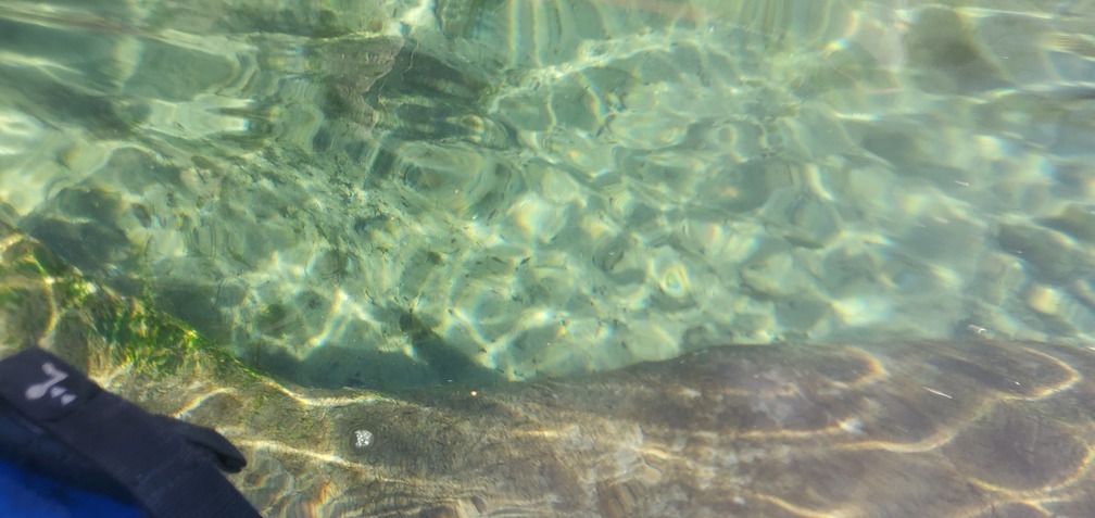 More Manatee under boat, 14:07:14, 29.9327060, -82.8000880