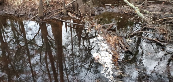 Dead ducks in creek