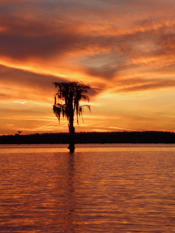 Flaming tree