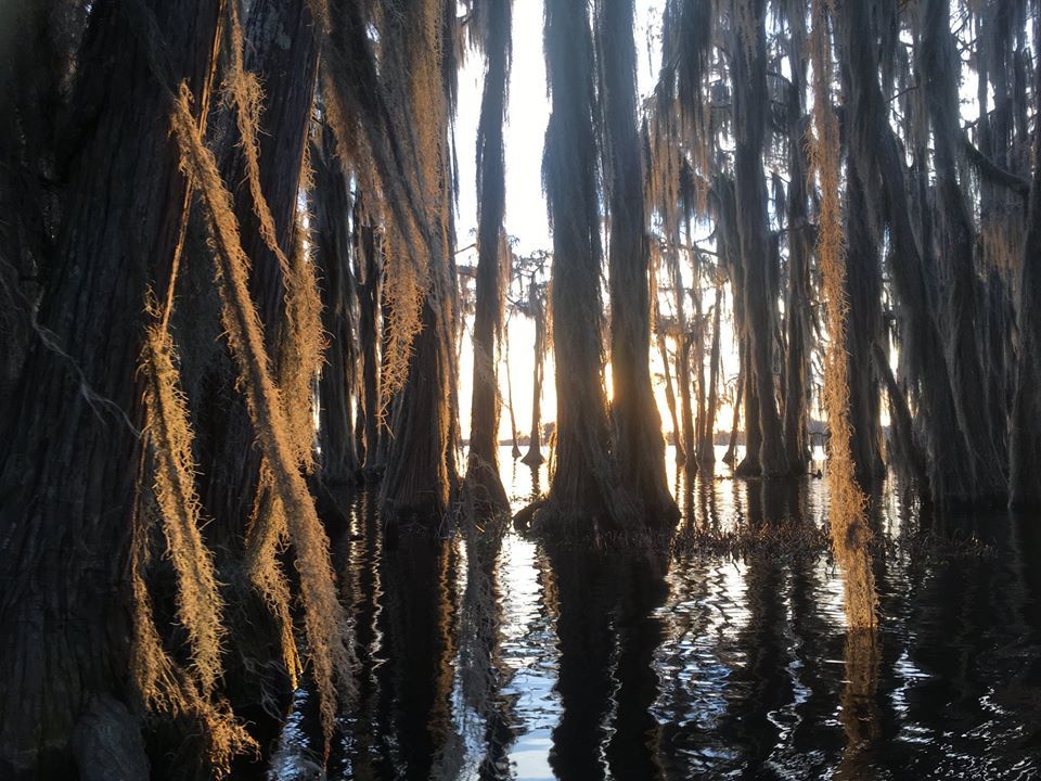 Sunset behind cypress