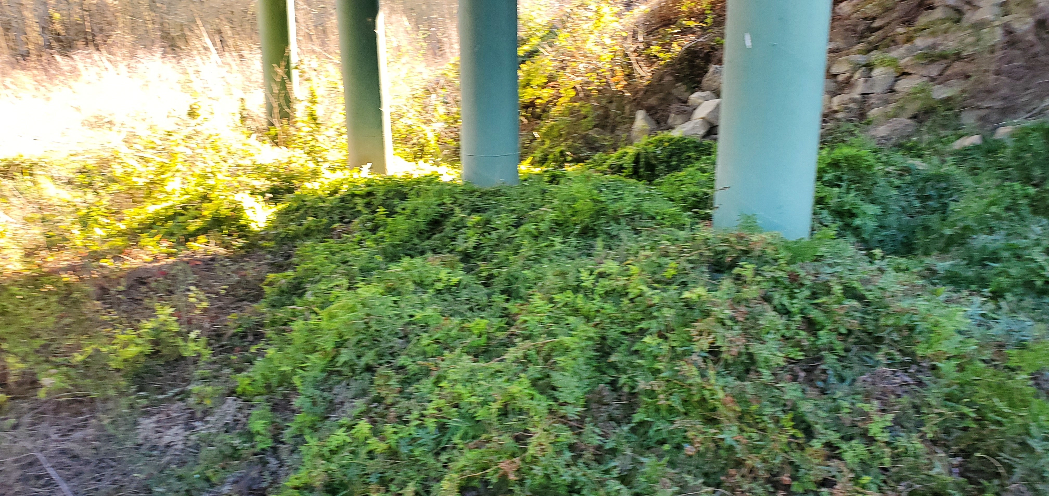 Japanese Climbing Fern