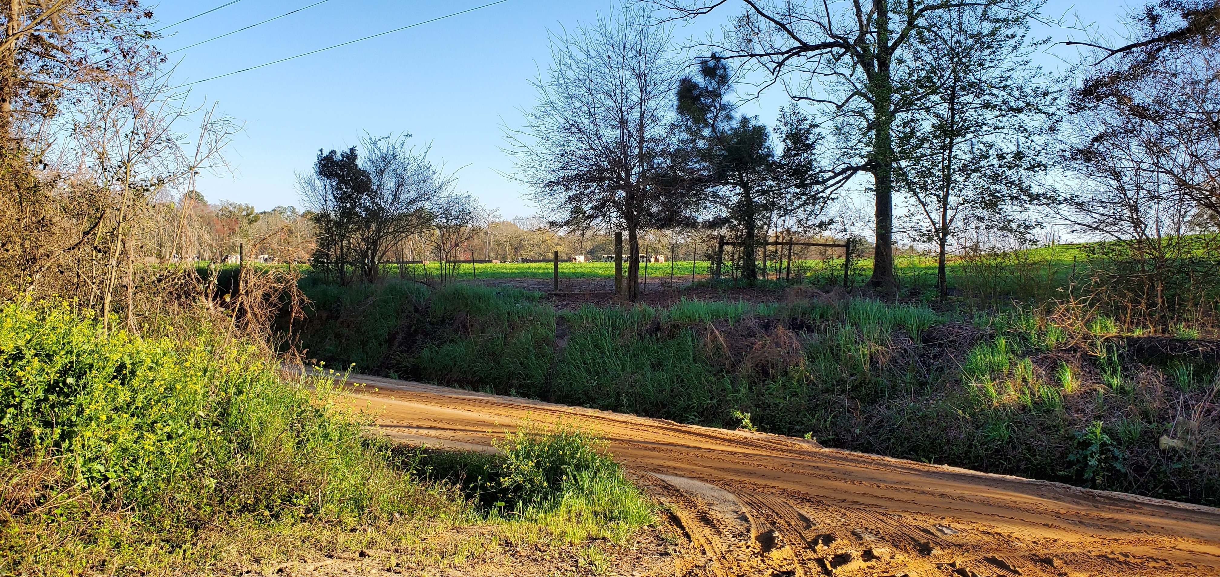 Cows in pasture with runoff into ditch, then creek