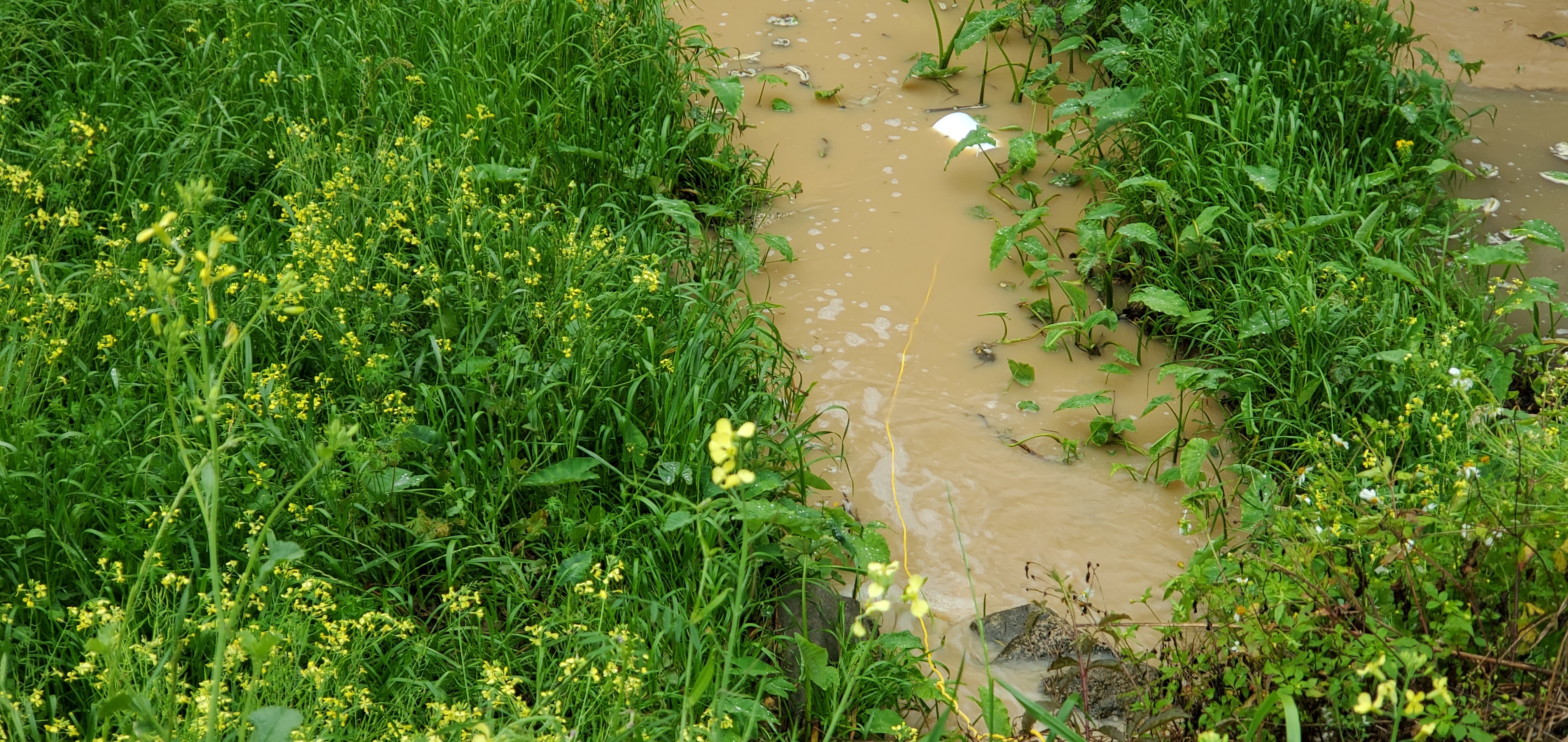 Closeup Bucket in Crooked Creek