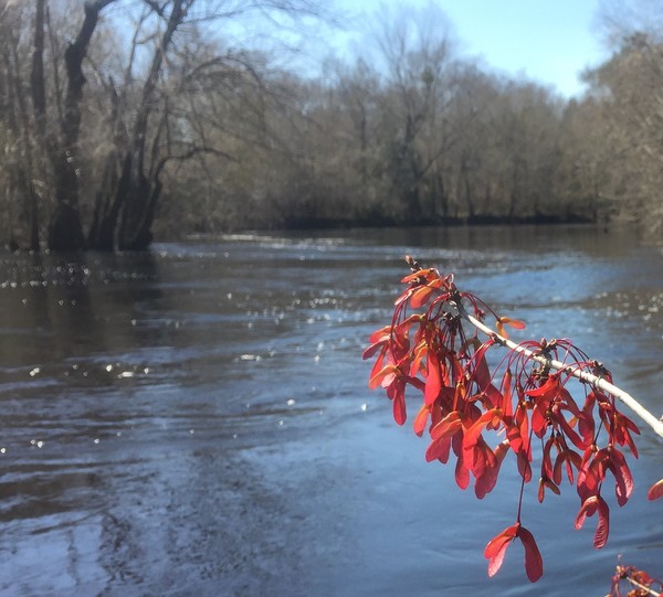 [1 name the tree]