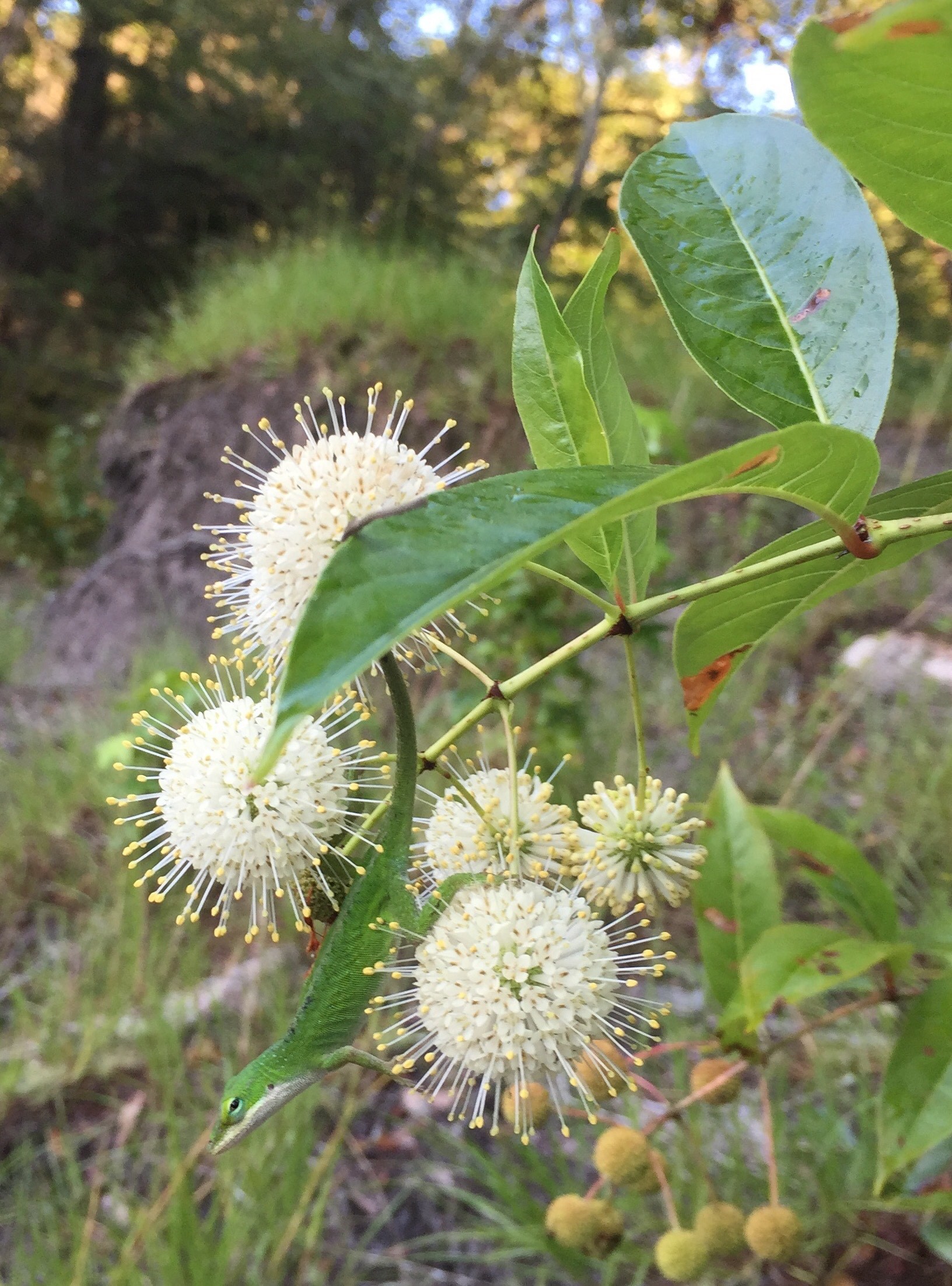 2 green creature white plant