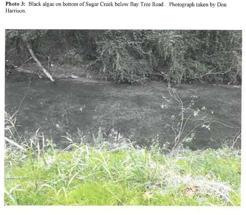 Photo 3: Black algae on bottom of Sugar Creek below Bay Tree Road.