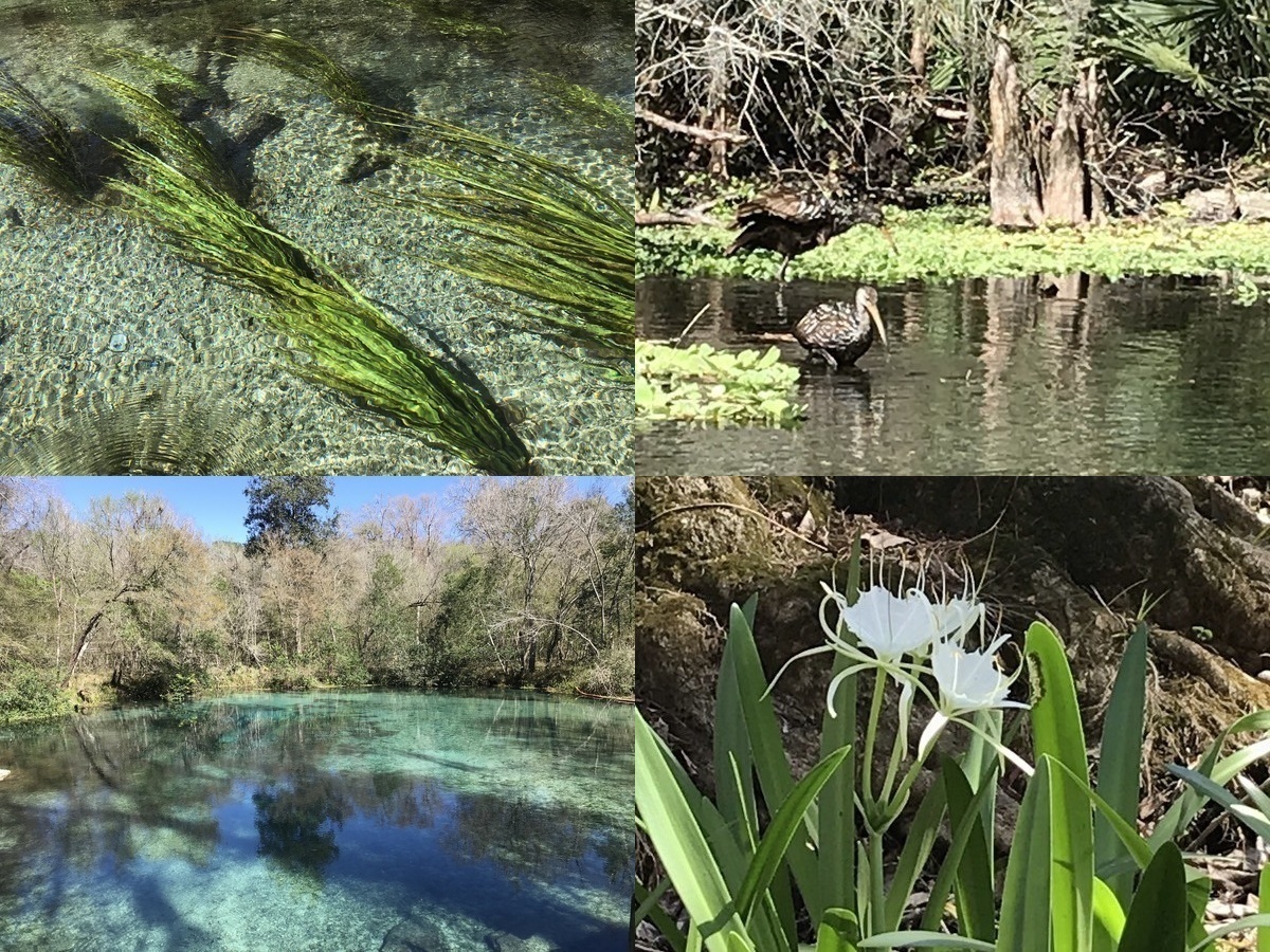 Plant, Bird, Spring, Flower