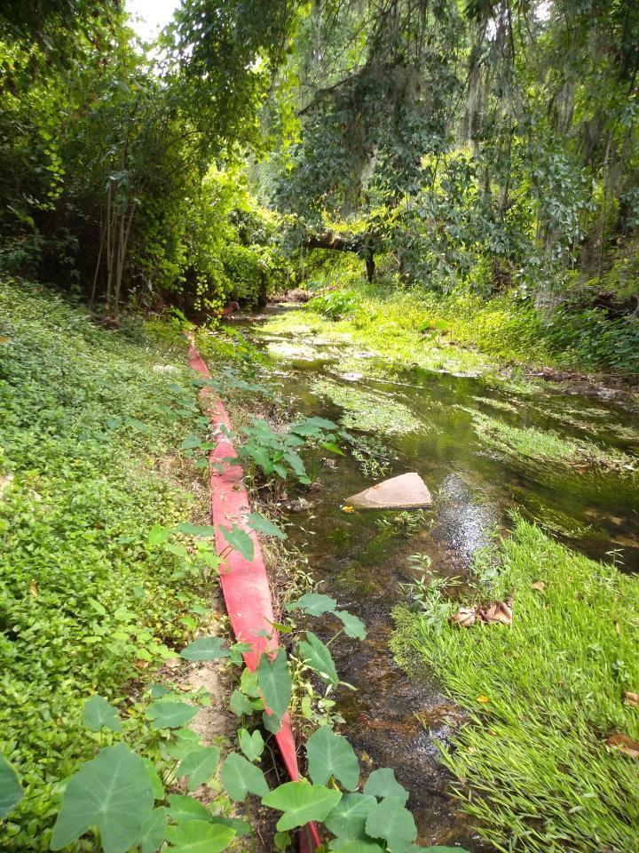 Hose, creek, dead tree