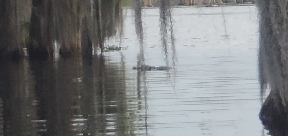 Three-moss gator