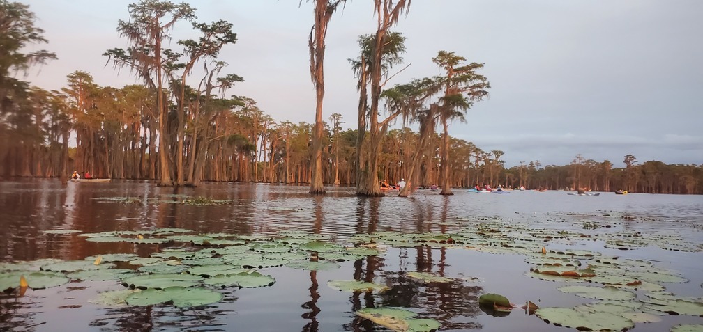 Lily pads and boaters