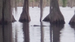 [Movie: Gator swimming]