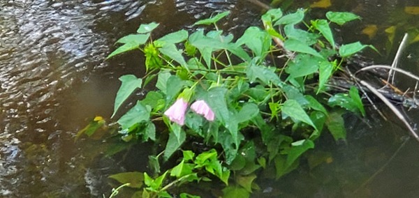 Flowers in the creek