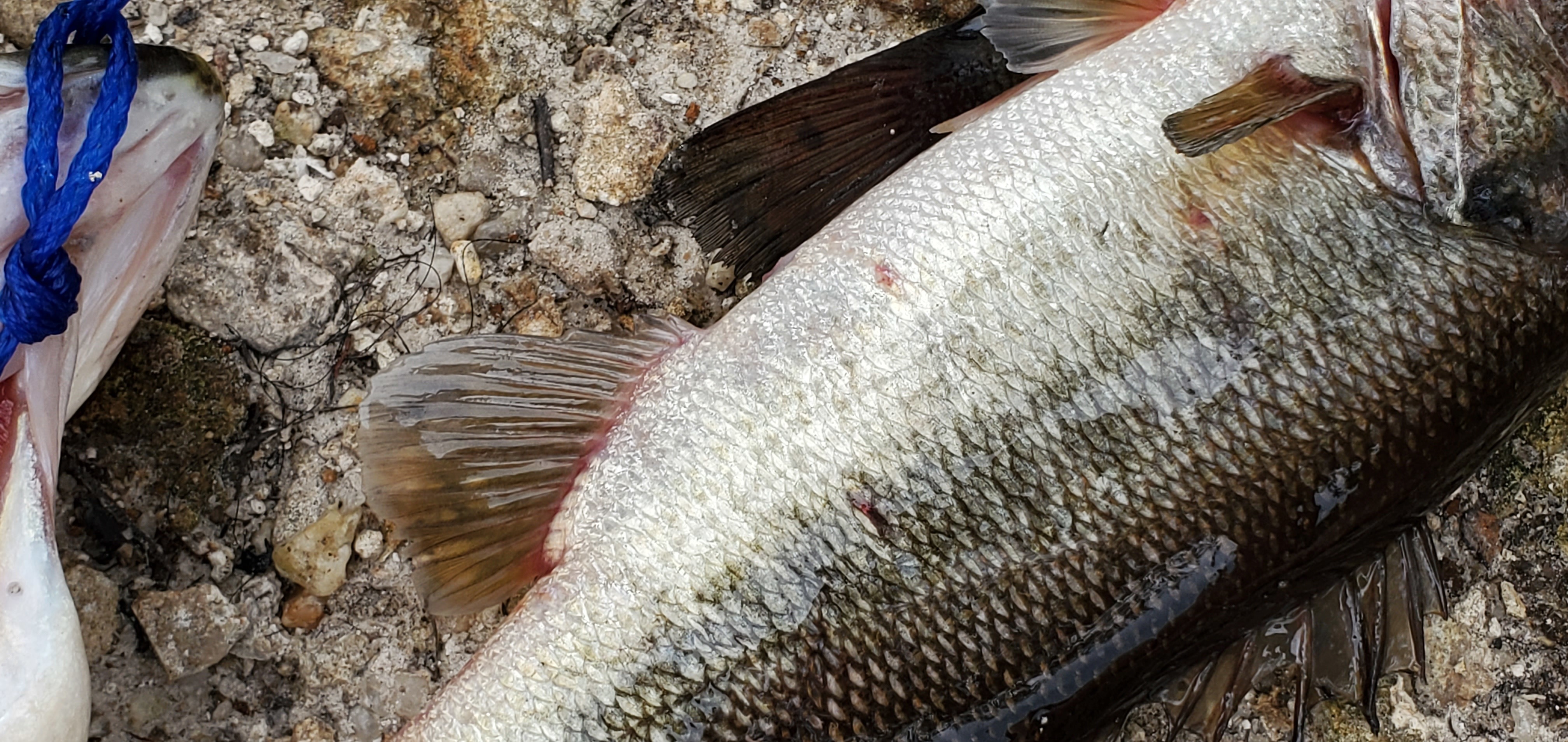 Red spot on one bass fish