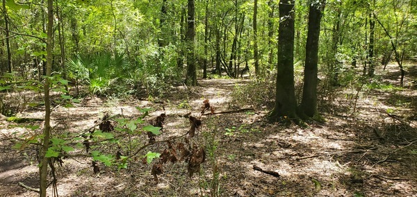 Cypress knees