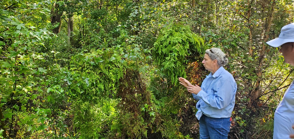 Japanese Climbing Fern