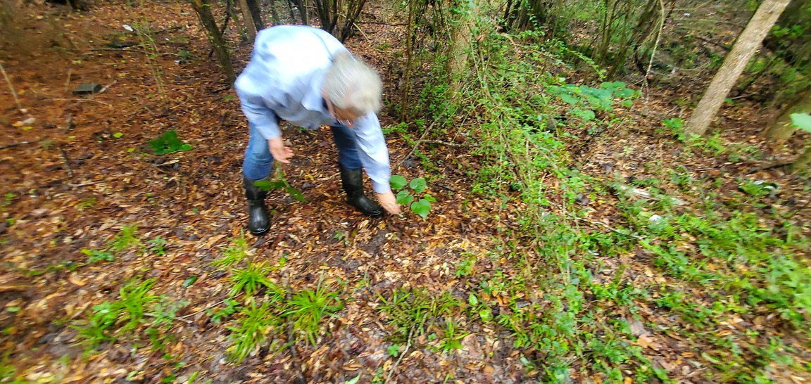 Gretchen pulling up these invasive plants