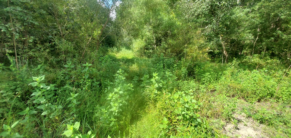 Abandoned Valdosta sewer line easement