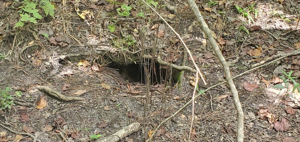 Gopher tortoise hole