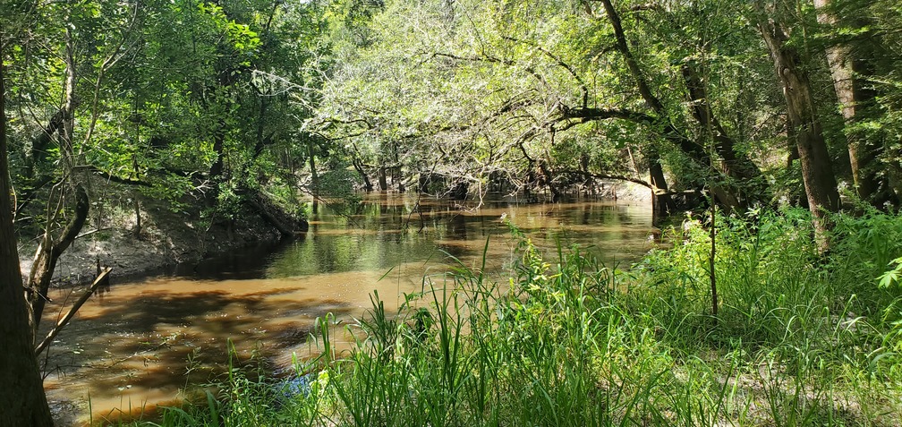 Downstream with overhanging limbs