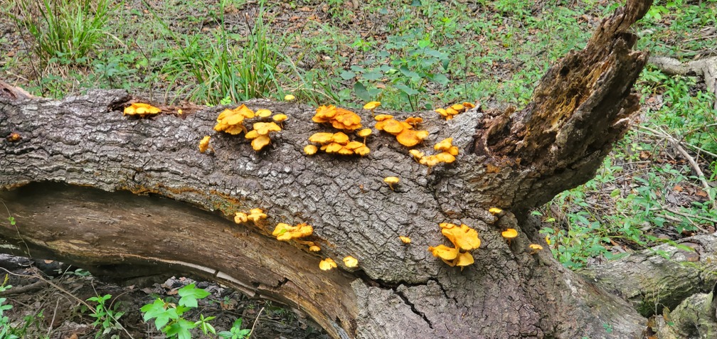 Mushrooms on log