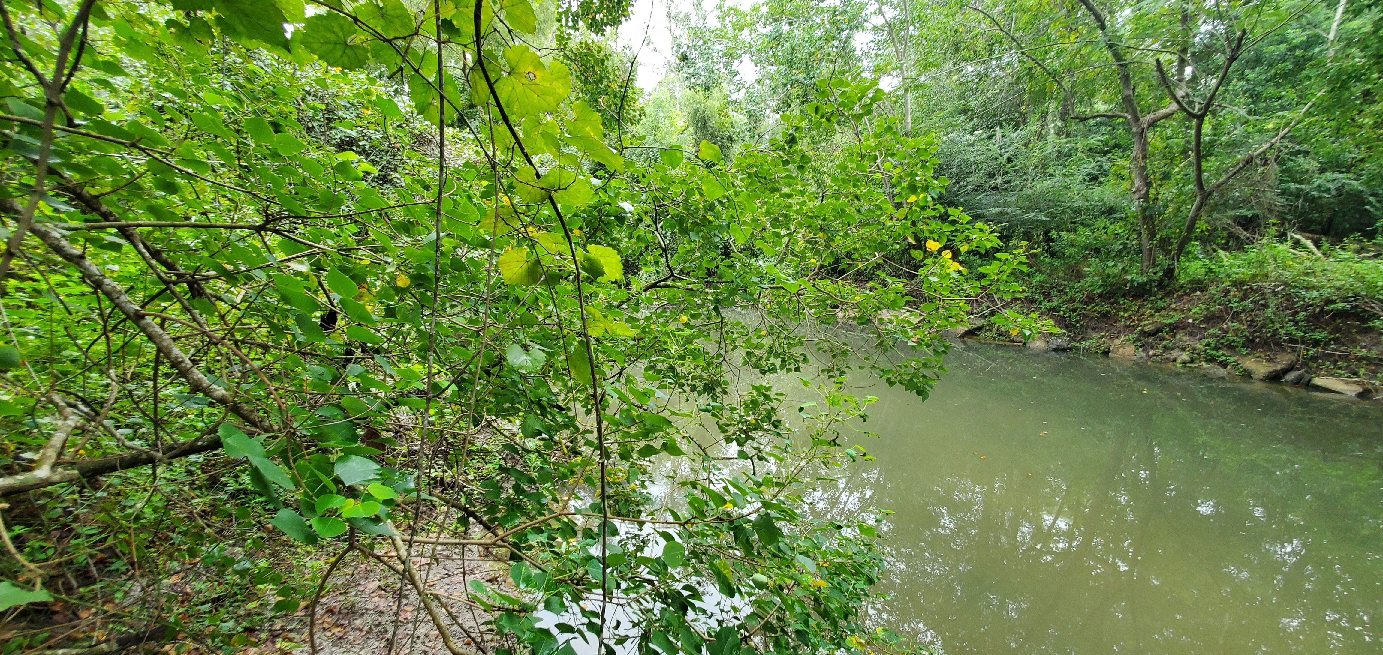 Upstream Sugar Creek