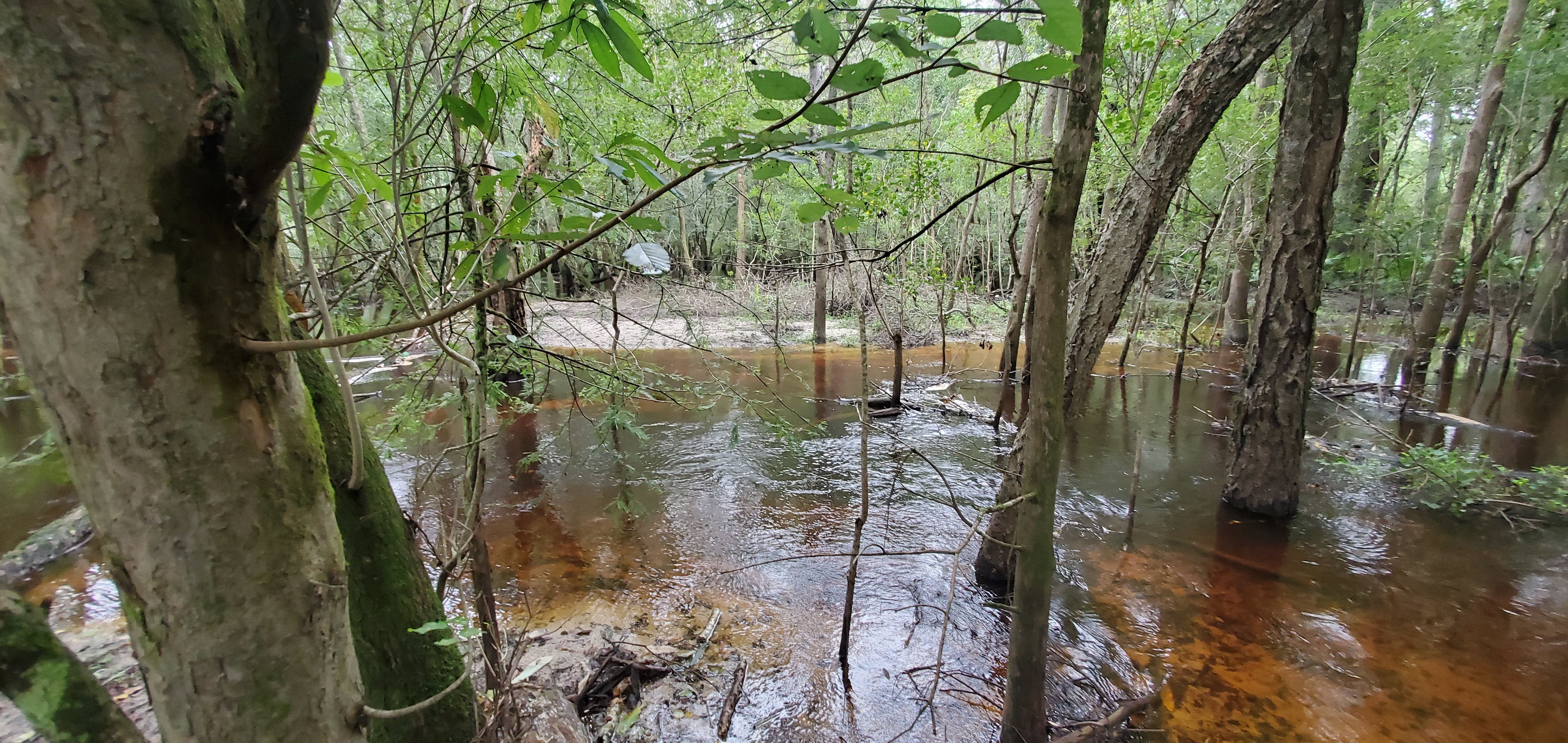 Tea-colored Withlacoochee River water