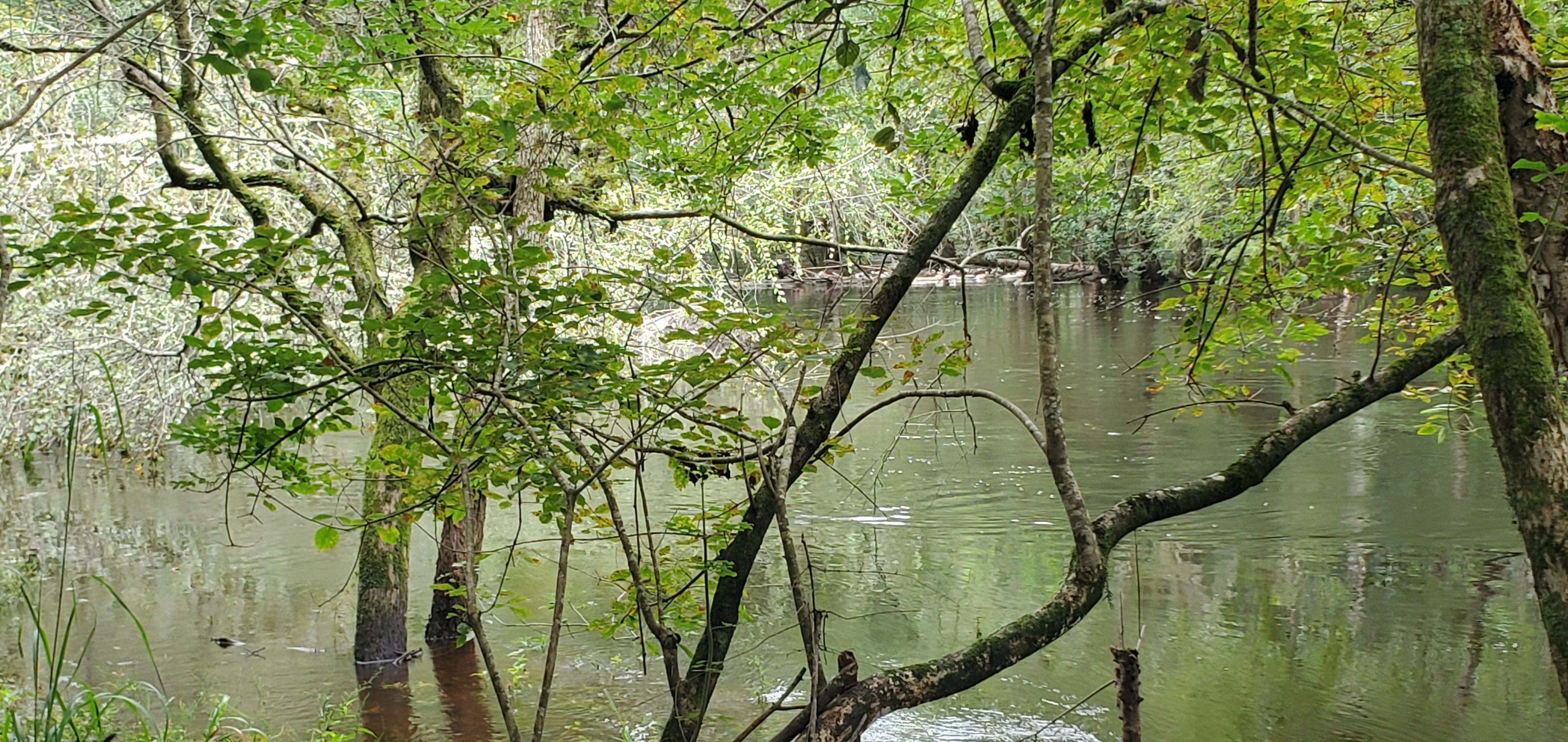 Main flow, Withlacoochee River