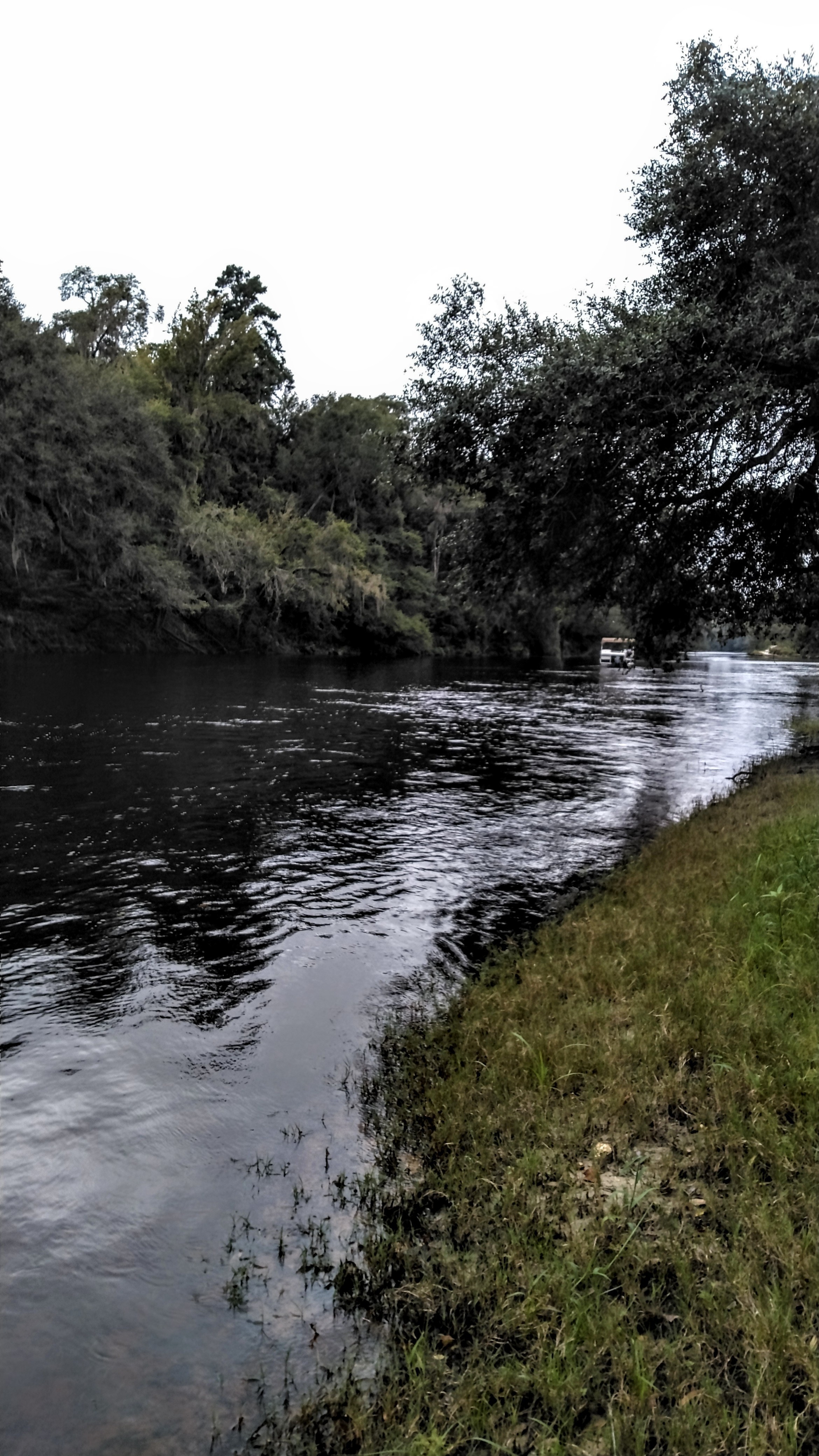 Downstream, Gibson Park, Suwannee River