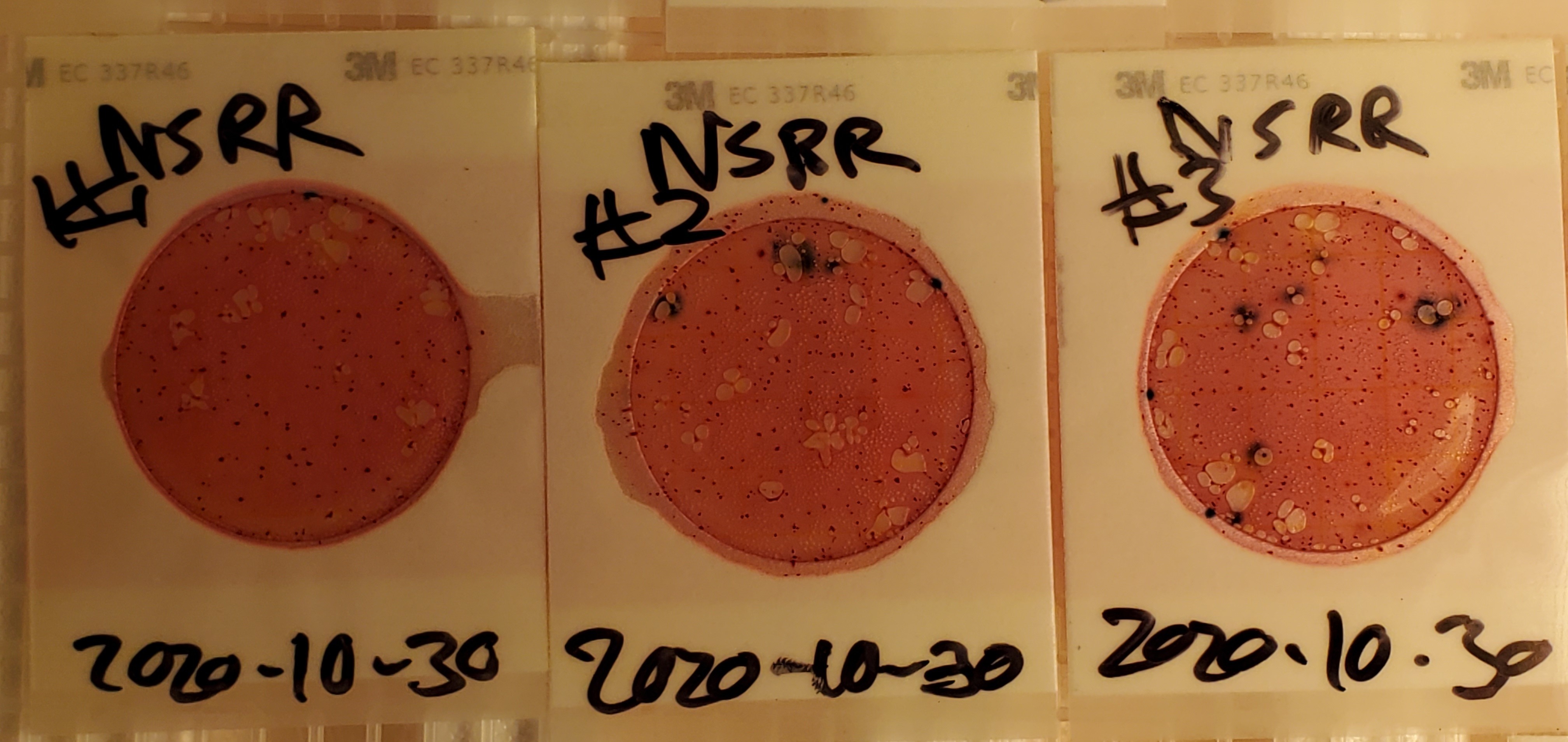 333 cfu/100 mL, NSRR (below Sugar Creek)