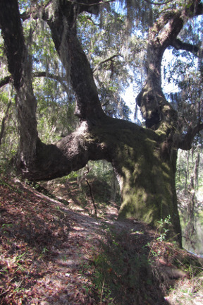 SOSMP Trailmarker Oak